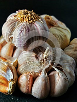 Bawang putih Allium sativum garlic photo