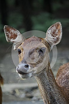 Bawean Deer at Indonesia Safari Park, Prigen-Indonesia photo