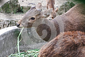 Bawean deer in the national park or zoo. photo