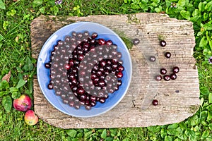 A bawl of fresh garden cherries