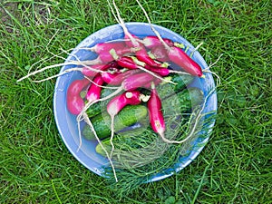 A bawl of fresh garden vegetables: radish, cucumbers and dill photo