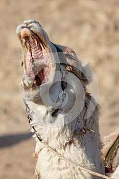 Bawling camel with open mouth full of big teeth