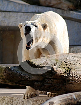Bawling polar bear