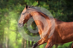 Bay ahal teke horse portrait