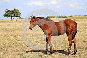 Bay American Quarter Horse Filly, Foal, Mare, AQHA