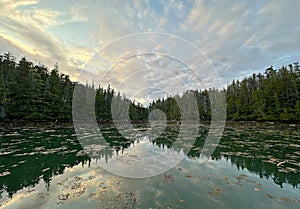 A bay or anchorage filled with logs and debris along the Central Coast of British Columbia photo