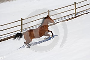Bay appendix quarter horse running in the snow.