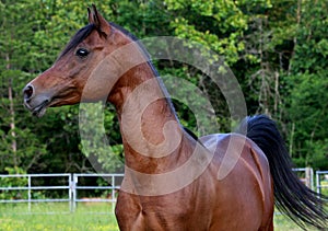 Bay Arabain Stallion