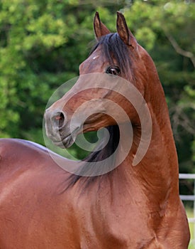 Bay Arabain Stallion