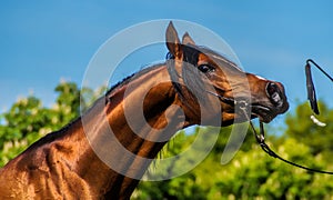 Bay Arabian horse head ~