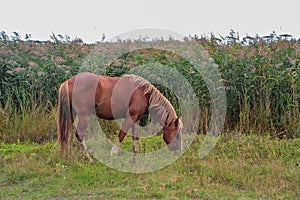 Bay arabian horse runs gallop photo