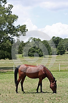 Bay Arabian Mare