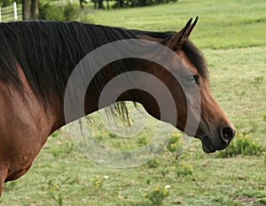 Bay Arabian Mare