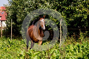 Bay arabian mare galloping at the pasture