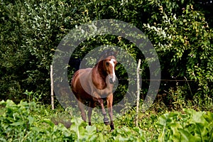 Bay arabian mare galloping at the pasture