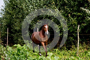 Bay arabian mare galloping at the pasture