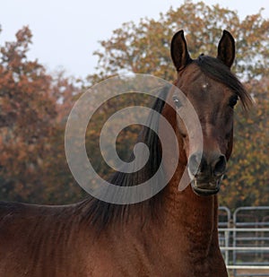 Bay Arabian Stallion