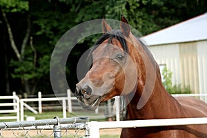 Bay Arabian Stallion