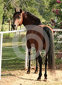 Bay Arabian Stallion