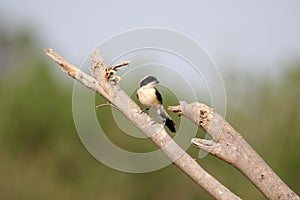 Bay back shrike