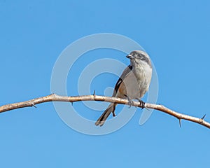 A Bay Back Shrike perching