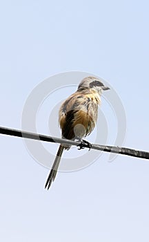 Bay-backed shrike