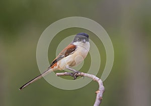 Bay-backed Shrike