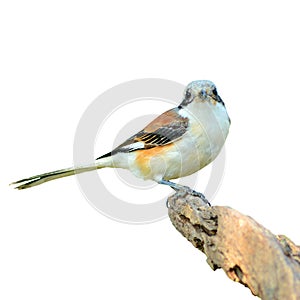 Bay-backed Shrike Bird