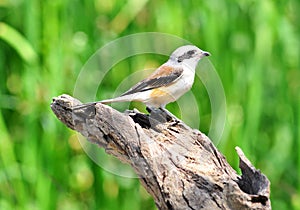 Bay-backed Shrike Bird,bird