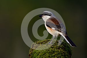 Bay-backed Shrike & x28;Lanius vittatus& x29; Beautiful brown back, black