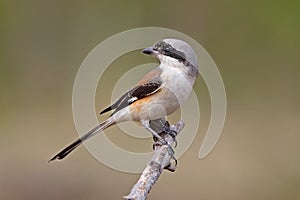 Bay-backed Shrike Lanius vittatus Birds of Thailand