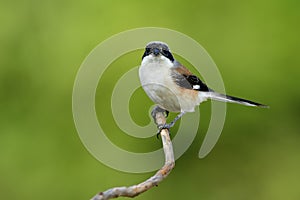 Bay-backed shrike (Lanius vittatus) chubby brown back, black win