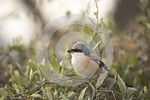 Bay backed shrike, Lanius vittatus, Jhalana Leopard Park, Rajasthan