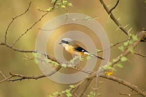 Bay-backed Shrike , Lanius vittatus, Jhalana, Rajasthan, India