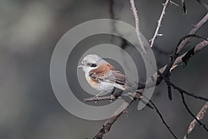 Bay backed Shrike perched