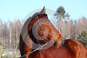 Bay beautiful holsteiner horse portrait