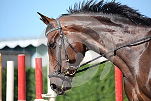 Bay beautiful sport horse with bridle portrait