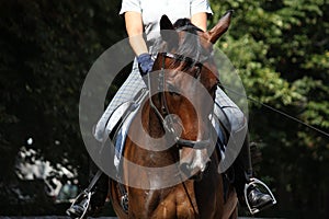 Bay beautiful sport horse with bridle portrait