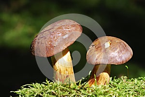 Bay Bolete