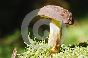 Bay Bolete