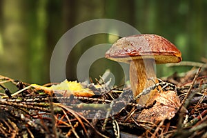 Bay bolete (Boletus badius, Xerocomus badius)