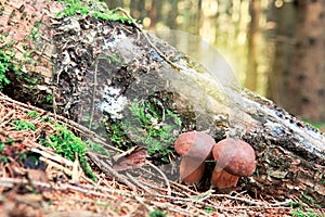 Two Mushroom in green moss.