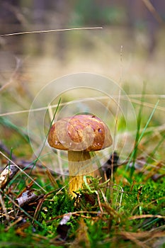 Bay bolete fungus growing in the forest cover in moss and grass. Edible brown mushroom on the forest clearing in the bottom of the photo