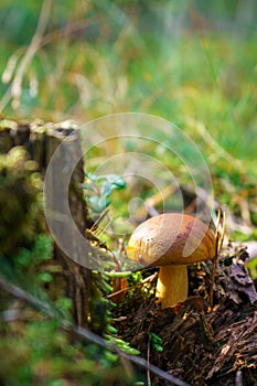 Bay bolete fungus growing in the forest next to the stump close-up. Edible brown pored mushroom with copy space background