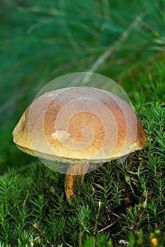 Bay bolete growing in moss