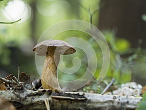 Bay bolete, Imleria badia