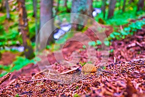 The bay bolete mushroom in forest, Mount Hoverla, Carpathians, Ukraine