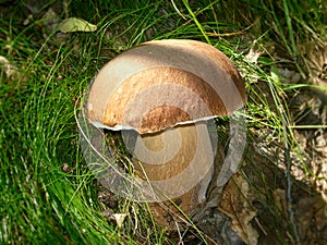 Bay bolete mushroom in grass photo