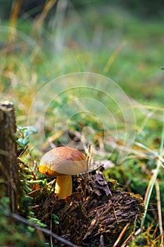 Bay bolete mushroom growing in the autumn forest. Edible brown pored fungus with copy space background on top