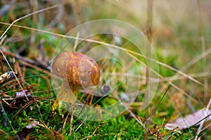 Bay bolete mushroom growing in the forest meadow. Edible brown fungus on the forest clearing with copy space background photo